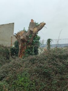 nichoir en haut de l'arbre mort